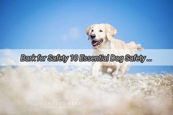 Bark for Safety 10 Essential Dog Safety Slogans That Will Keep Paws on Alert